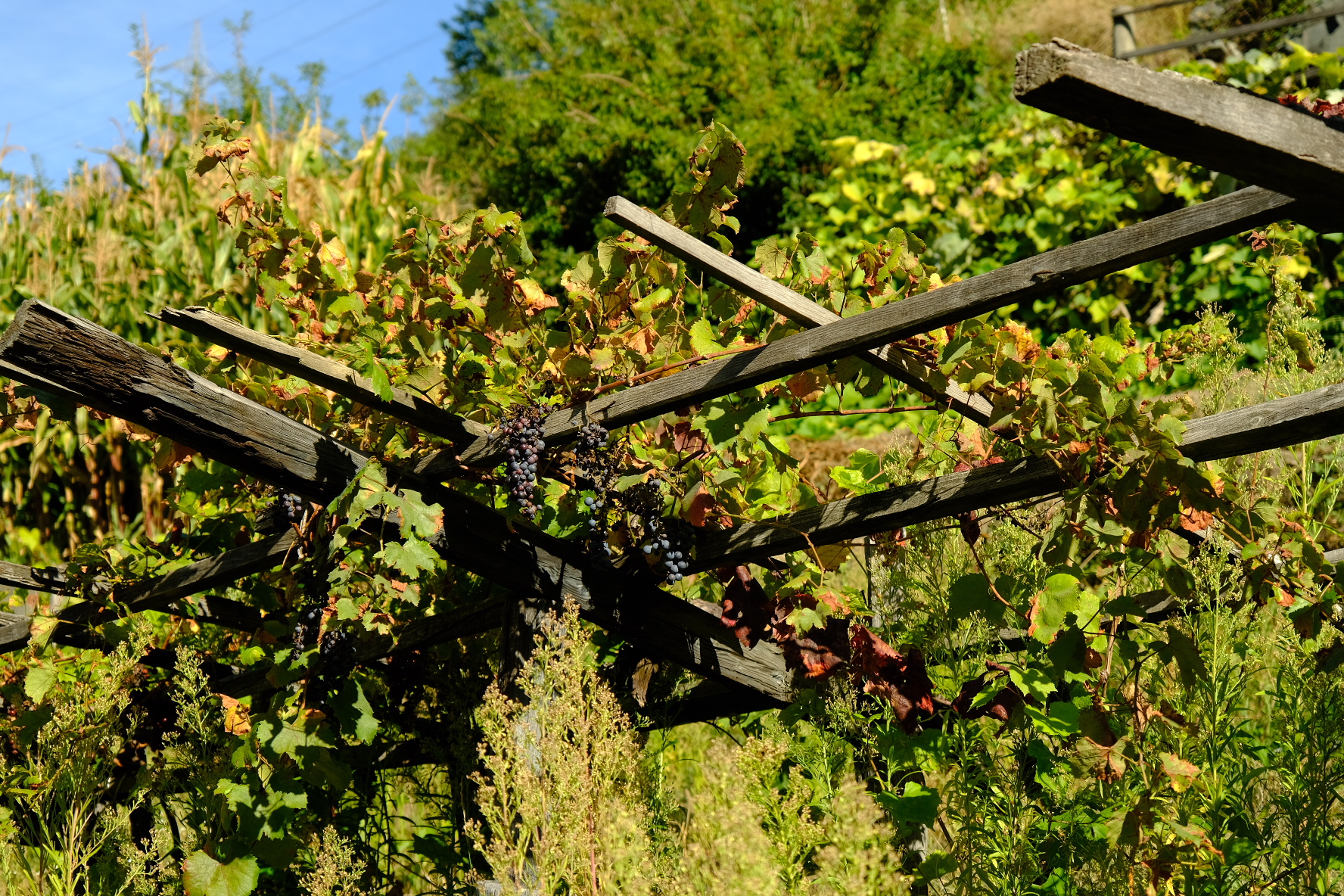 Prima settimana andata bene !